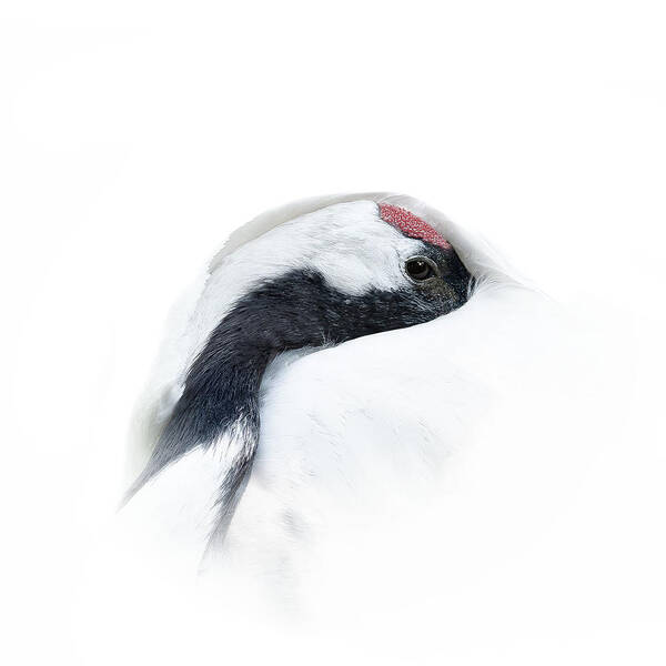  Art Print featuring the photograph Red-crowned Crane by Georgios Tsikiridis