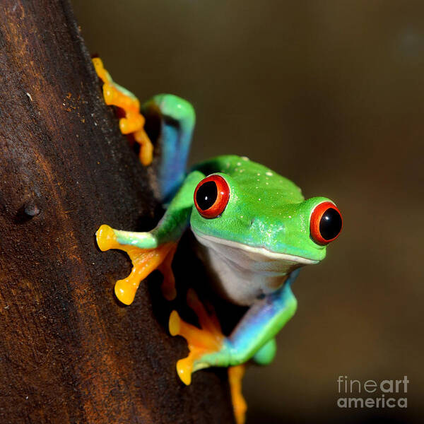 Forest Art Print featuring the photograph Red-eye Frog Agalychnis Callidryas by Aleksey Stemmer