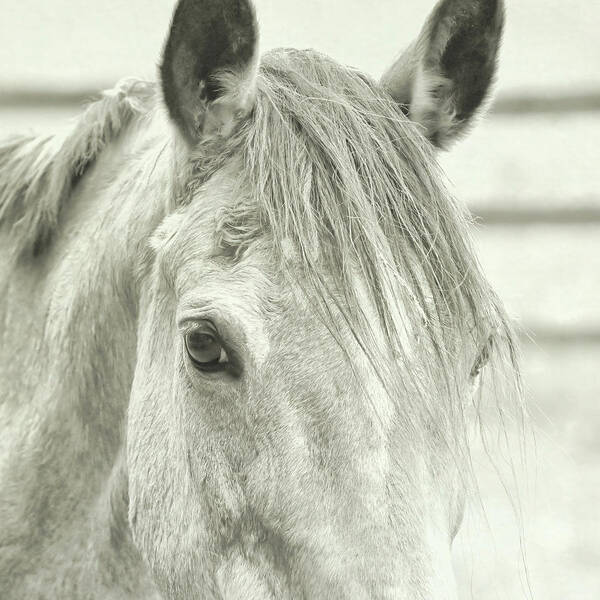 Alive Art Print featuring the photograph Retired Buckskin by JAMART Photography