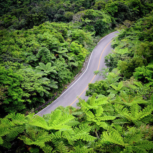 Tranquility Art Print featuring the photograph Road Through Jungle by Jannes Glas