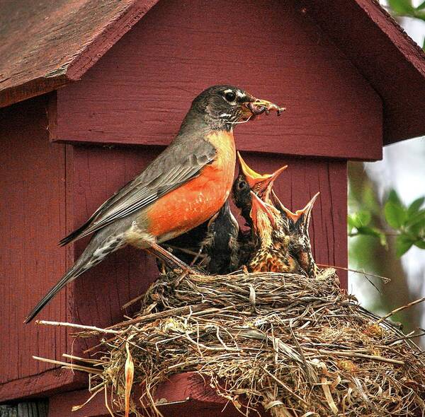 Robins Nest Feeding Bird’s Chick’s Brood 4 Chicks’ Worms Robin Redbreast Female Male Feeding Time Spring First Brood Red Robin Trees Babies Baby Nesting Art Print featuring the photograph Robin Feed by David Matthews