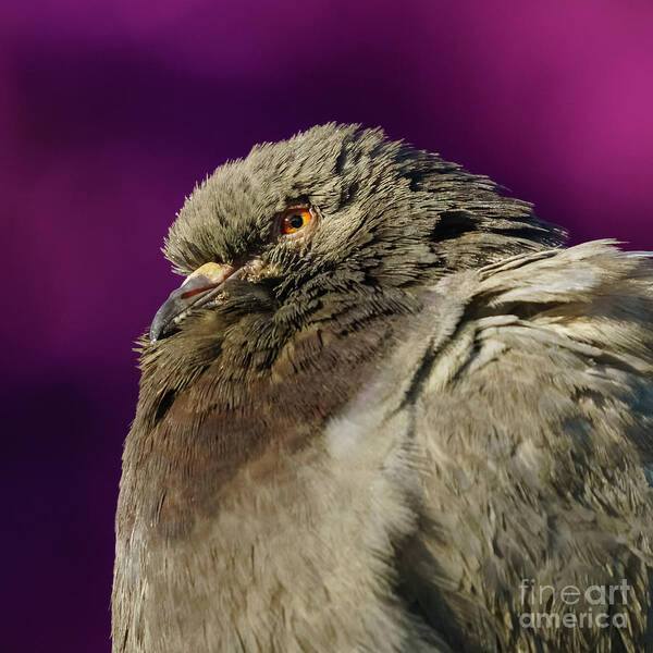 Feather Art Print featuring the photograph Rock Pigeon and Iron Fountain Headshot by Pablo Avanzini