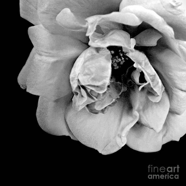 Flowers Art Print featuring the photograph Rose in Gray Tone 2 by Dianne Morgado