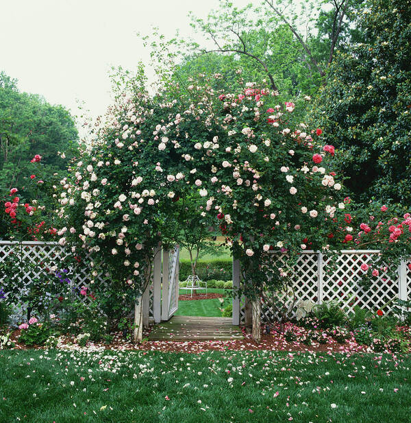 Grass Art Print featuring the photograph Roses Growing On Arbor by Richard Felber