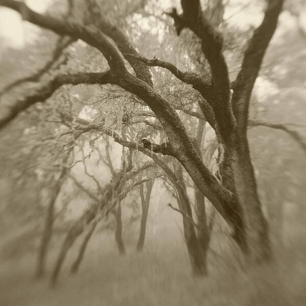 Outdoors Art Print featuring the photograph Sepia Toneds Image Of Trees In The Wood by Diane Miller