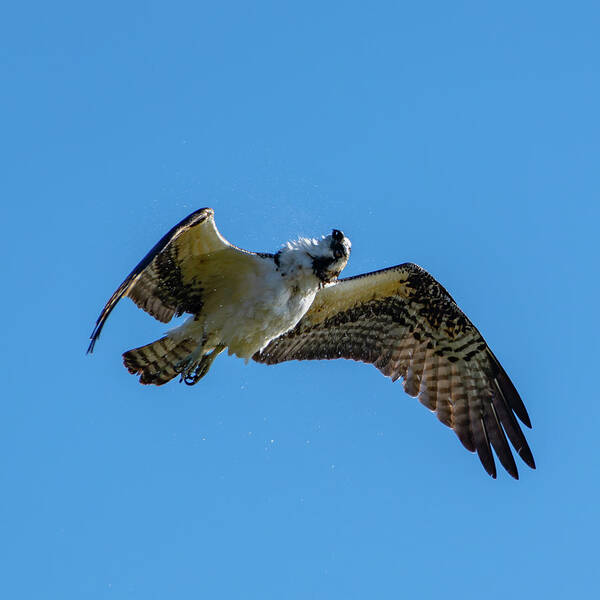 Osprey Art Print featuring the photograph Shake it Off 2 by Douglas Killourie