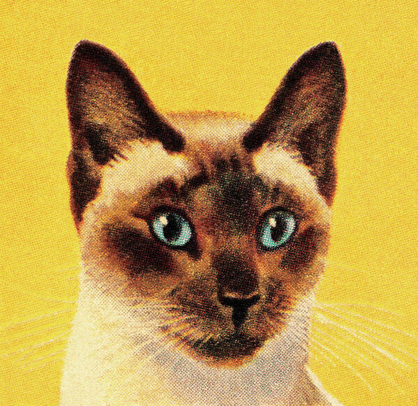 Animal Art Print featuring the drawing Siamese Cat by CSA Images