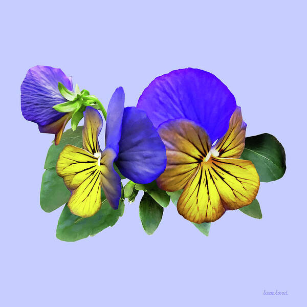 Pansy Art Print featuring the photograph Small Yellow and Purple Pansies by Susan Savad