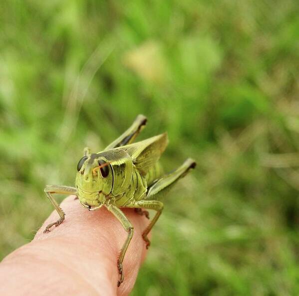 Grasshopper Art Print featuring the photograph Smiling Grasshopper by Kathy Ozzard Chism