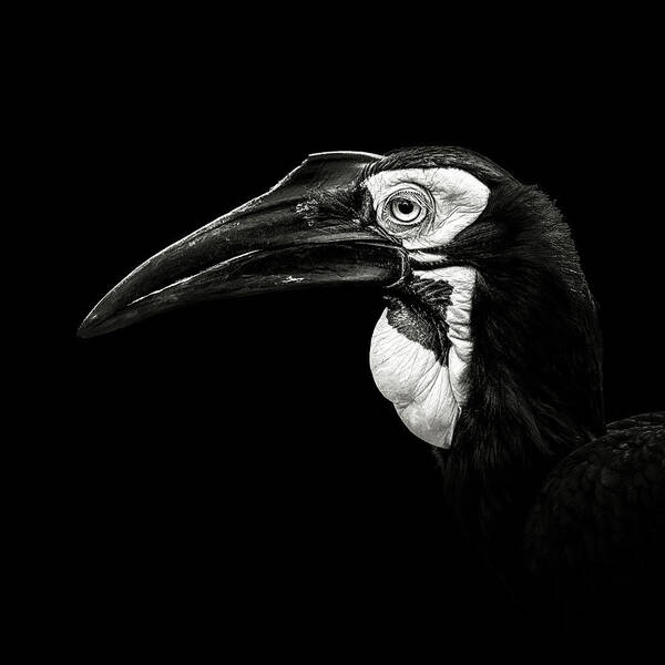 Beak Art Print featuring the photograph Southern Ground Hornbill by Christian Meermann