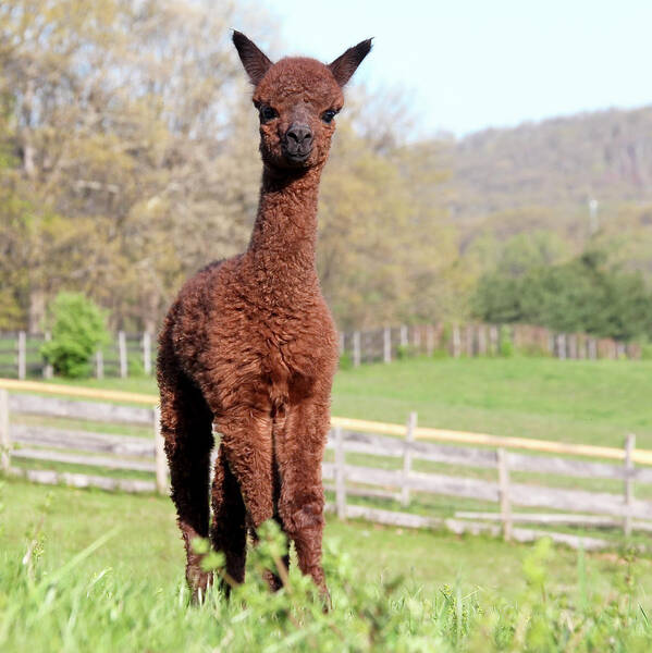 Alpaca Art Print featuring the photograph Spring Cria by Bari Rhys