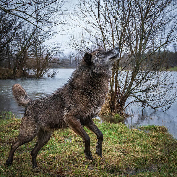 Black Wolf Wolves Art Print featuring the photograph Stick Get It by Laura Hedien