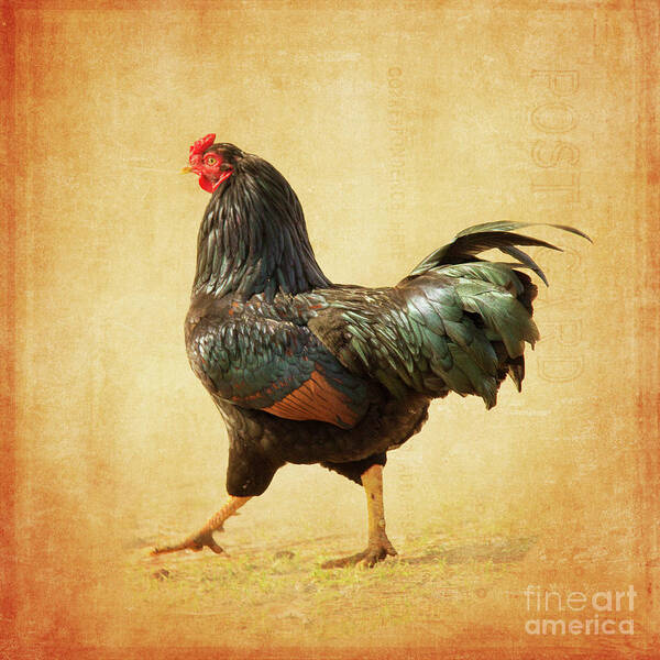 Rooster Art Print featuring the photograph Strutting by Michelle Tinger