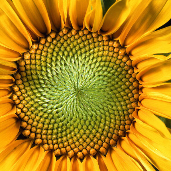 Yellow Art Print featuring the photograph Sunflower by John Foxx