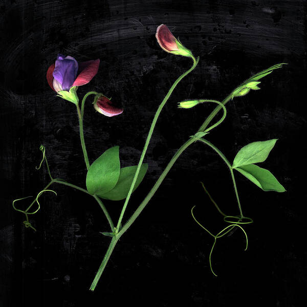 Black Background Art Print featuring the photograph Sweet Pea Flower Still Life On Black by Chris Collins