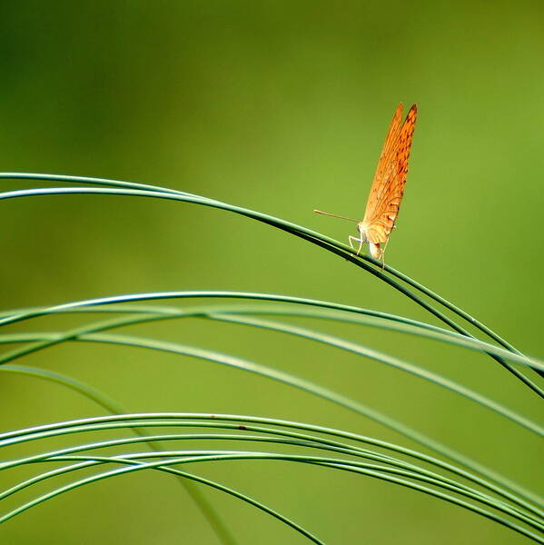 Grass Art Print featuring the photograph Swinging Butterfly Singapore Botanic by Photographed By Lee Leng Kiong (singapore)