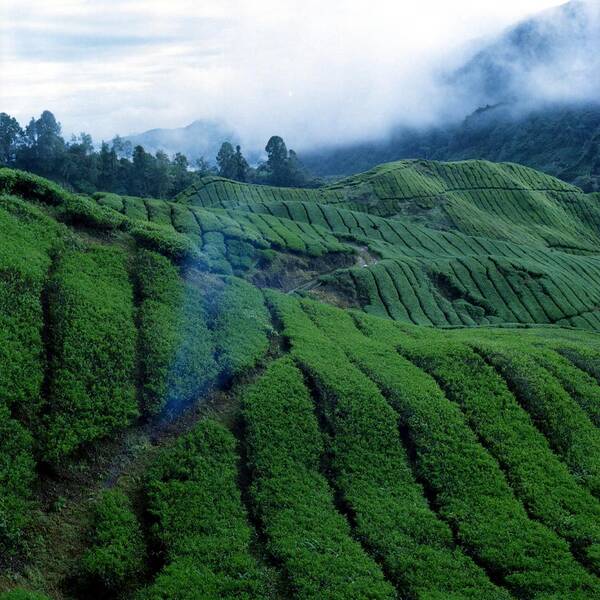 Cameron Highlands Art Print featuring the photograph Tea Plantation In Fog by Asrul Sani