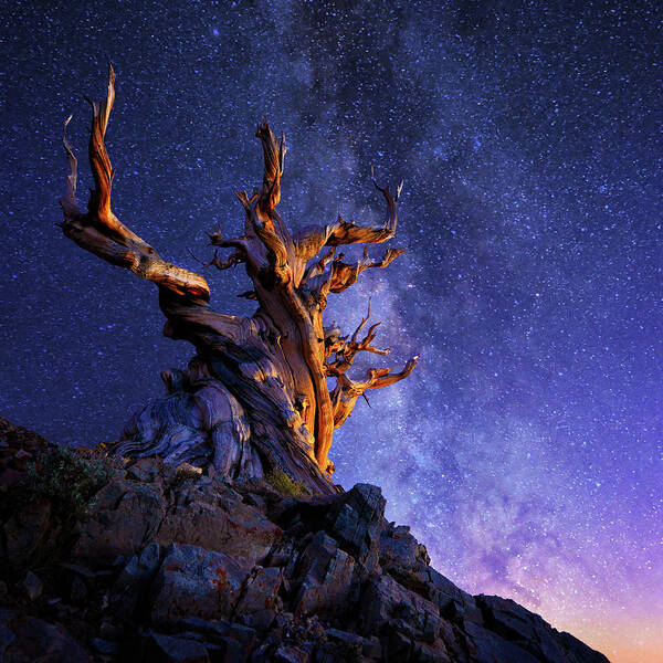 Galaxy Art Print featuring the photograph The Ancient Tree by Surjanto Suradji