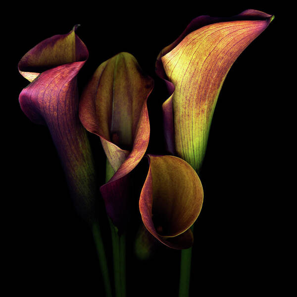 Calla Lily Art Print featuring the photograph The Golden Curves And Chalices Of Callas by Photograph By Magda Indigo