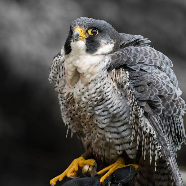 Falcon Art Print featuring the photograph The Majestic Peregrine Falcon by Patrick Dessureault