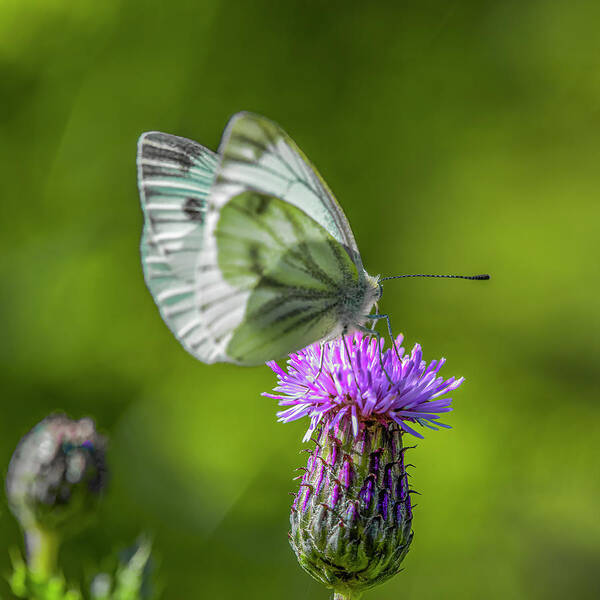 Thistle Dinner Art Print featuring the photograph Thistle dinner #i9 by Leif Sohlman