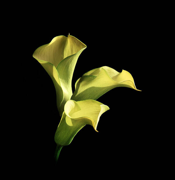 Calla Lily Art Print featuring the photograph Three Yellow Calla Lilies by Diane Miller