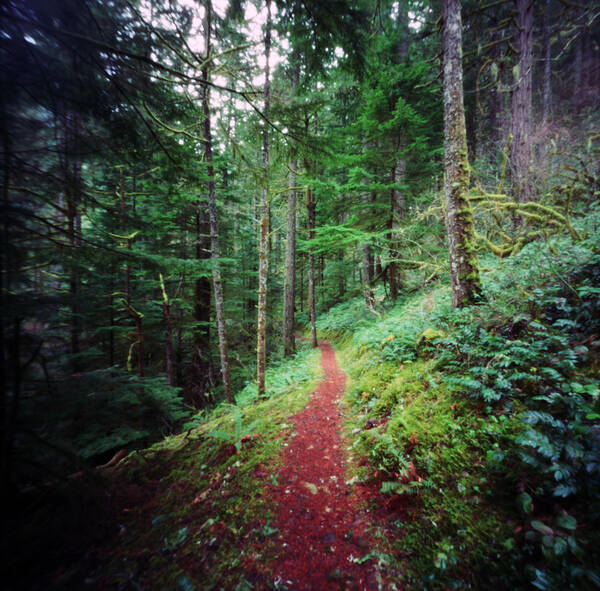 Tranquility Art Print featuring the photograph Trail Leading Ahead In A Lush Forest by Danielle D. Hughson