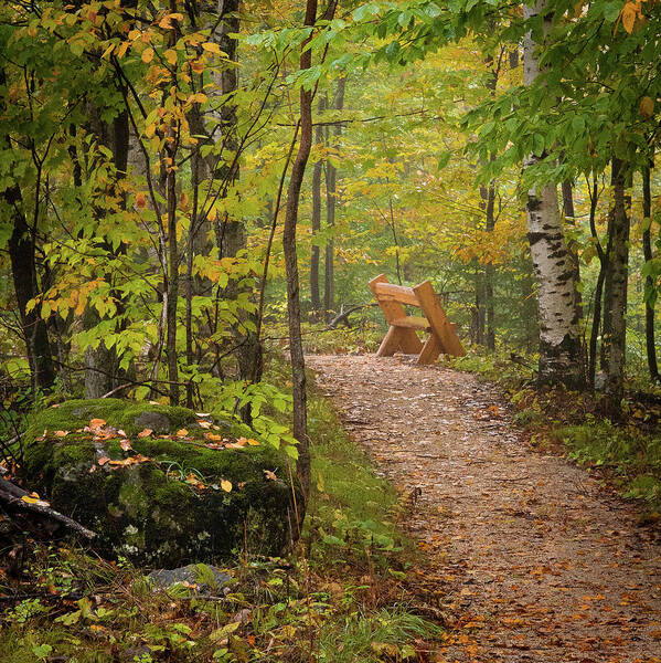 #wisconsin #outdoor #fineart #landscape #photograph #wisconsinbeauty #doorcounty #doorcountybeauty #sony #canonfdglass #beautyofnature #history #metalman #passionformonotone #homeandofficedecor #streamingmedia #wisconsinstories Art Print featuring the photograph Trailside by David Heilman