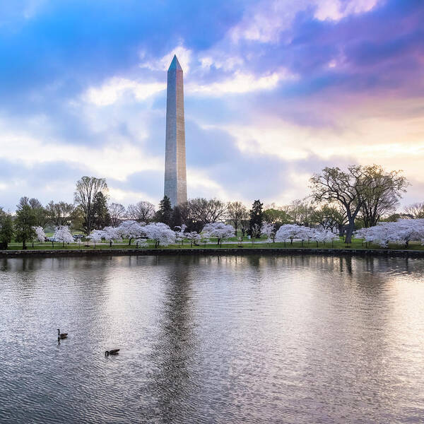 Tidal Basin Art Print featuring the photograph Washington Monument With Cherry by Drnadig