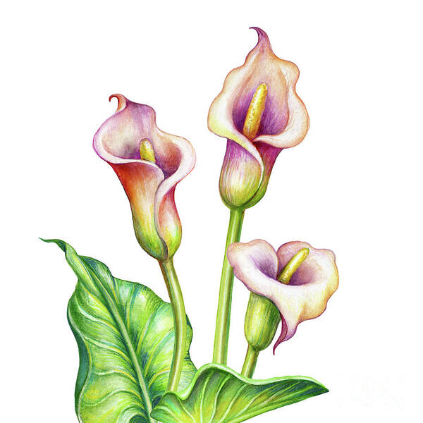 Watercolor Painting Art Print featuring the digital art Watercolor Illustration, Calla Lillies by Wacomka
