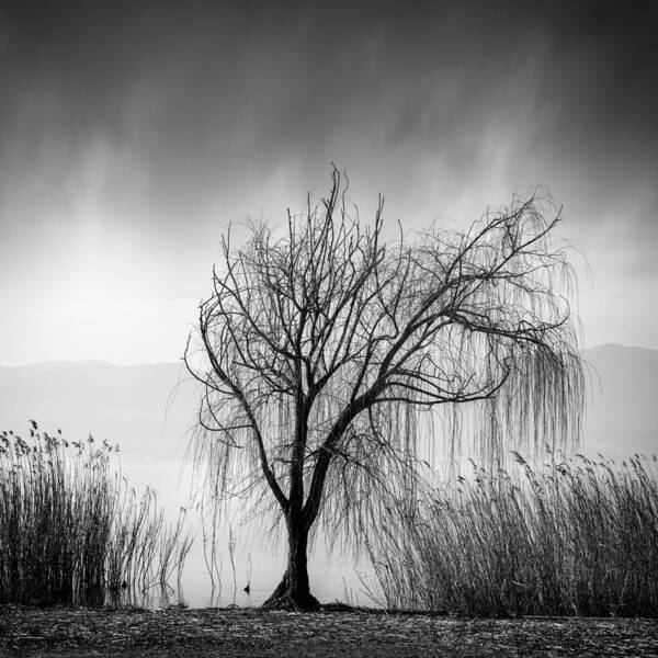 Landscape Art Print featuring the photograph Weeping Willow by George Digalakis