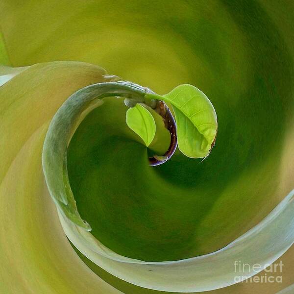 Wellness Art Print featuring the photograph Wellness and Prevention by Susan Rydberg