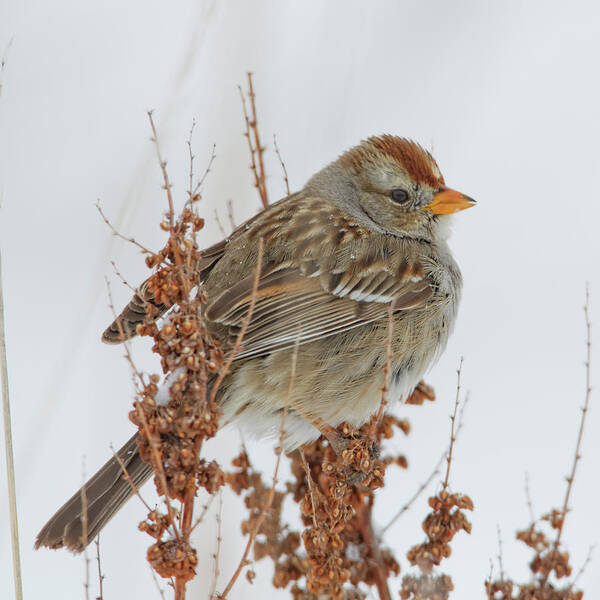 Snow Art Print featuring the photograph White-crown Sparrow In Snow Storm by David C Stephens