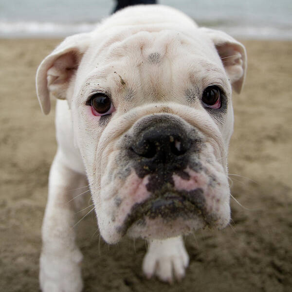 Pets Art Print featuring the photograph White English Bulldog On Beach by Jeremy Huylebroeck
