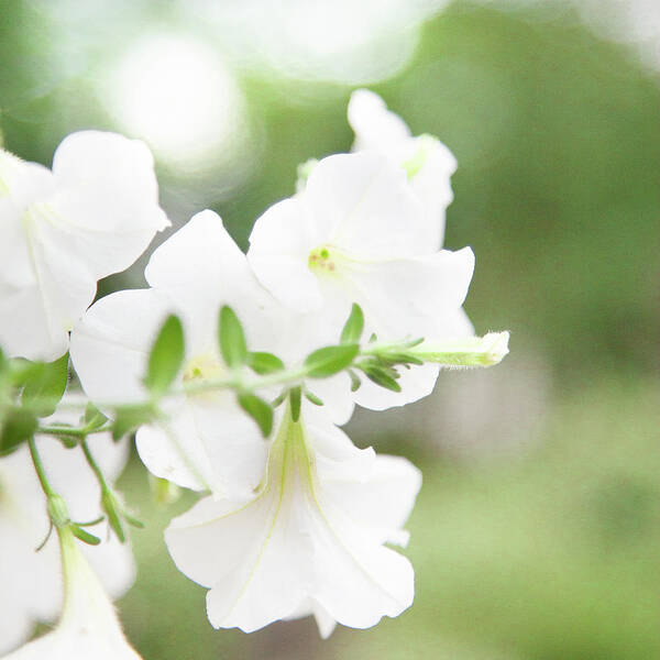 Outdoors Art Print featuring the photograph White Flowers In Summer by Peter Chadwick Lrps