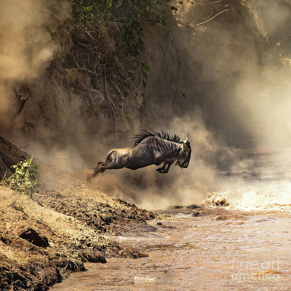 Mara Art Print featuring the photograph Wildebeest leaps from the bank of the Mara river by Jane Rix