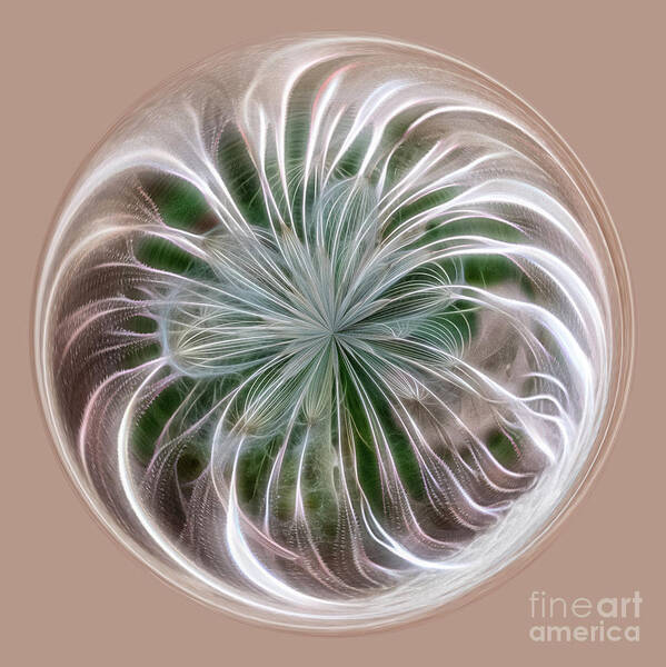 Orb Art Print featuring the photograph Willow Org by Phillip Rubino