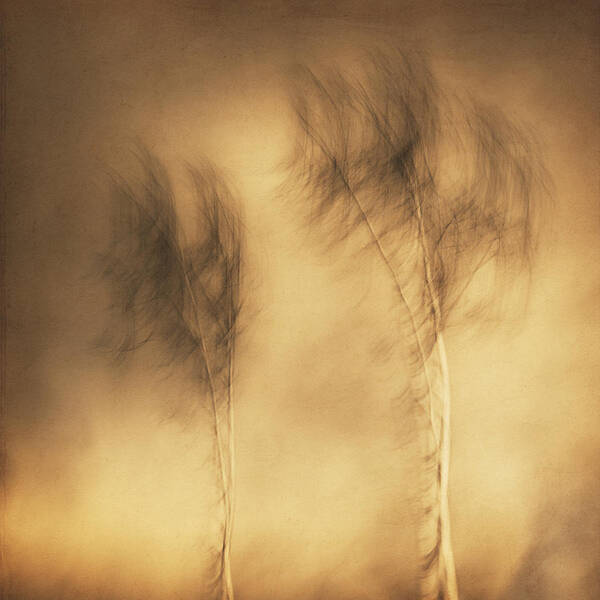 Sepia Art Print featuring the photograph Wind by Gustav Davidsson