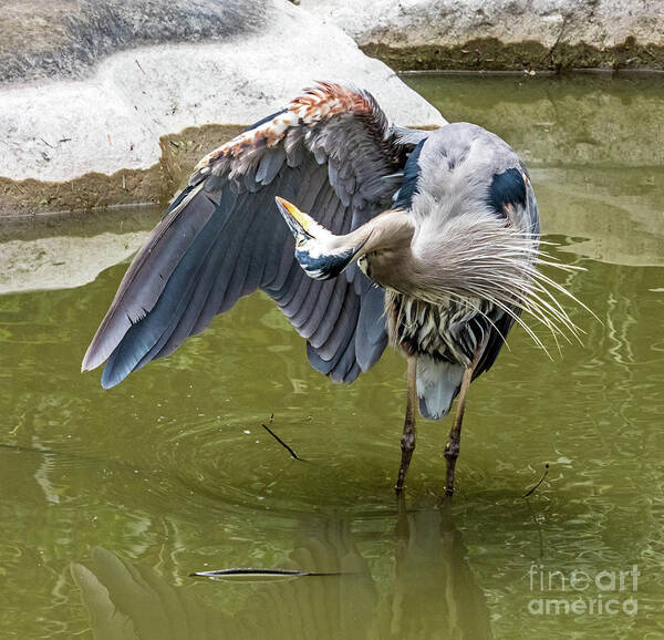 Great Blue Heron Art Print featuring the photograph Great Blue Preening by Kate Brown