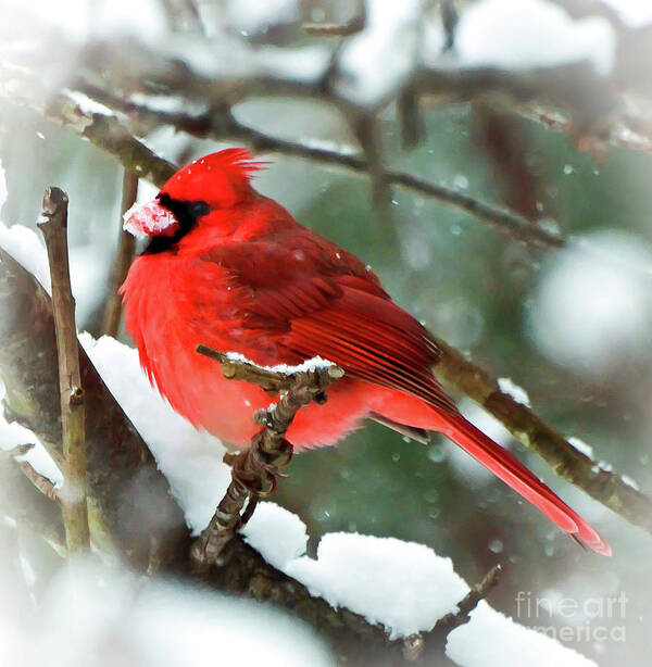 Cardinal Art Print featuring the photograph Winter Red Bird - Male Northern Cardinal with a Snow Beak by Kerri Farley