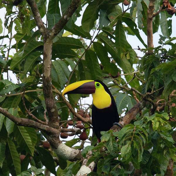 Toucan Art Print featuring the photograph Yellow-throated Toucan by Patrick Nowotny