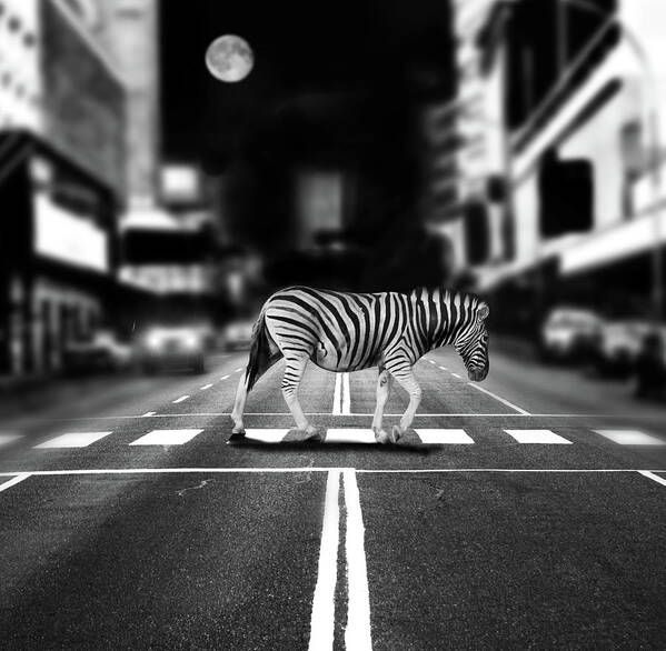 Out Of Context Art Print featuring the photograph Zebra Crossing by By Sigi Kolbe