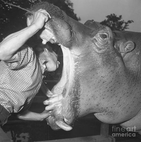 Hippopotamus Art Print featuring the photograph Zookeeper Examines Hippos Mouth by Bettmann
