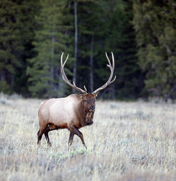 Elk Art Print featuring the photograph 2020 Bull Elk #1 by Jean Clark