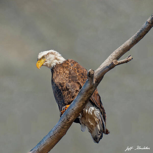 Animal Art Print featuring the photograph Bald Eagle Perched in a Dead Tree by Jeff Goulden
