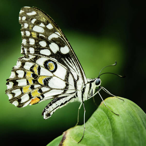 Lepidoptera Art Print featuring the photograph Butterfly on a leaf #5 by SAURAVphoto Online Store