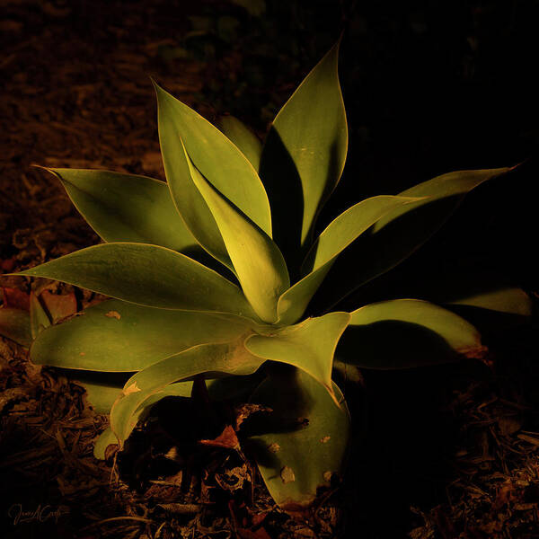 Artificial Light Art Print featuring the photograph Courtyard Agave at Night #1 by James Covello