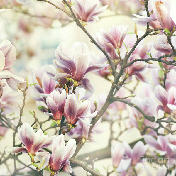 Magnolia Art Print featuring the photograph Magnolia Flower #1 by Jelena Jovanovic