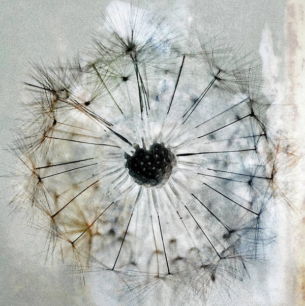 Dandelion Art Print featuring the photograph Make a Wish #2 by Tikvah's Hope