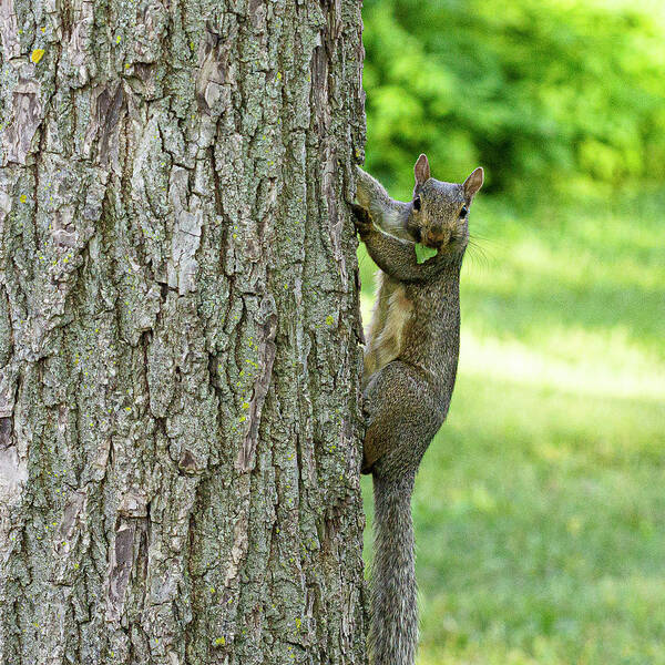 Squirrel Climbing Tree Eating Art Print featuring the photograph Mr. Squirrel #1 by David Morehead